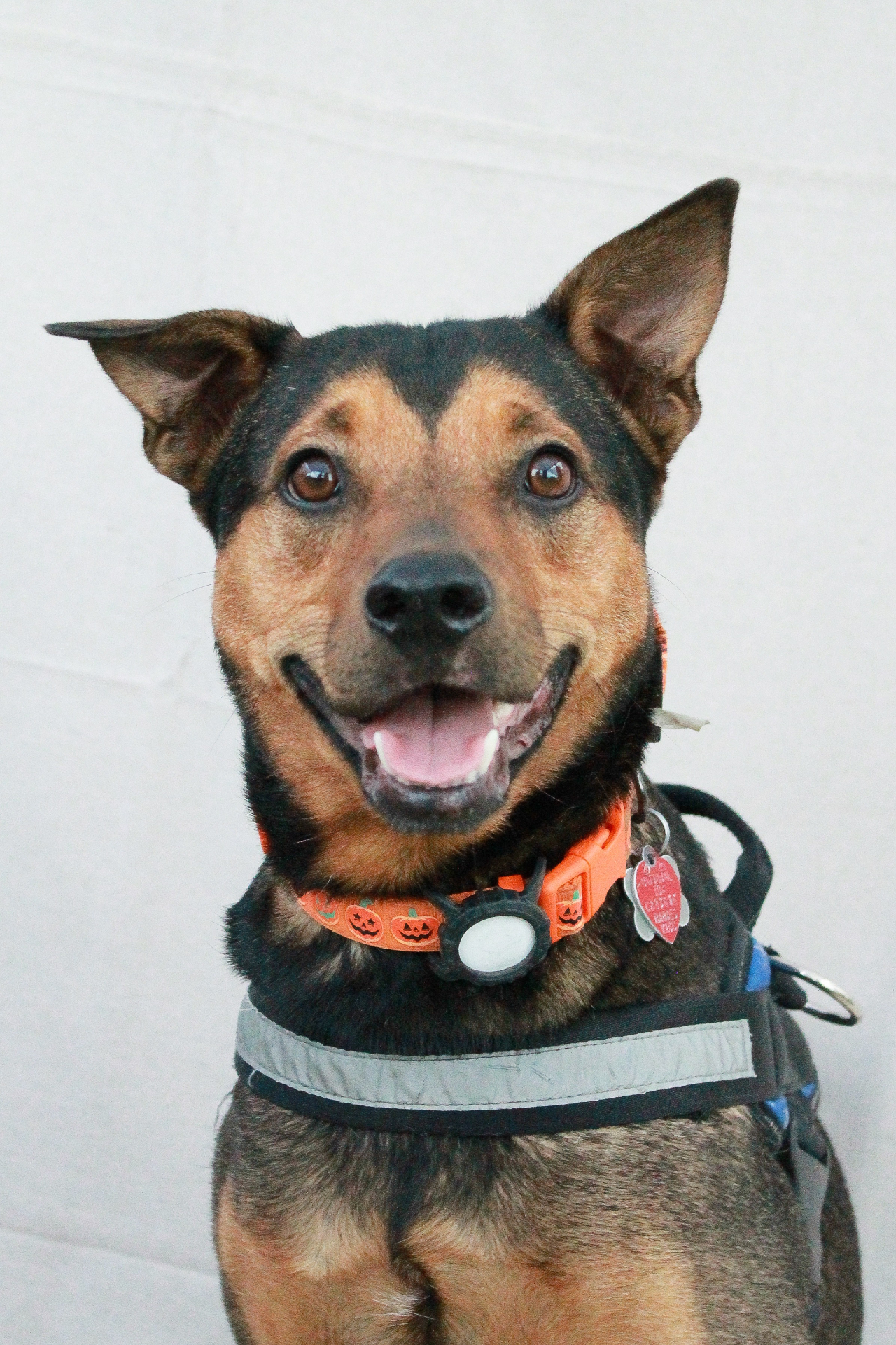 Summit, a rescue mutt therapy dog in training, smiling at the camera