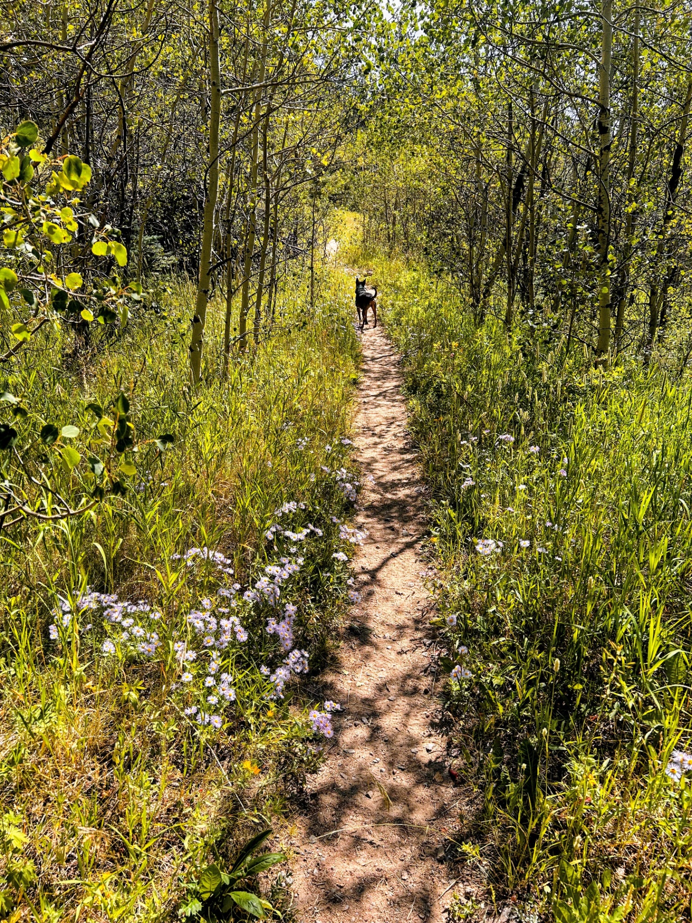 Walking a forested Colorado trail